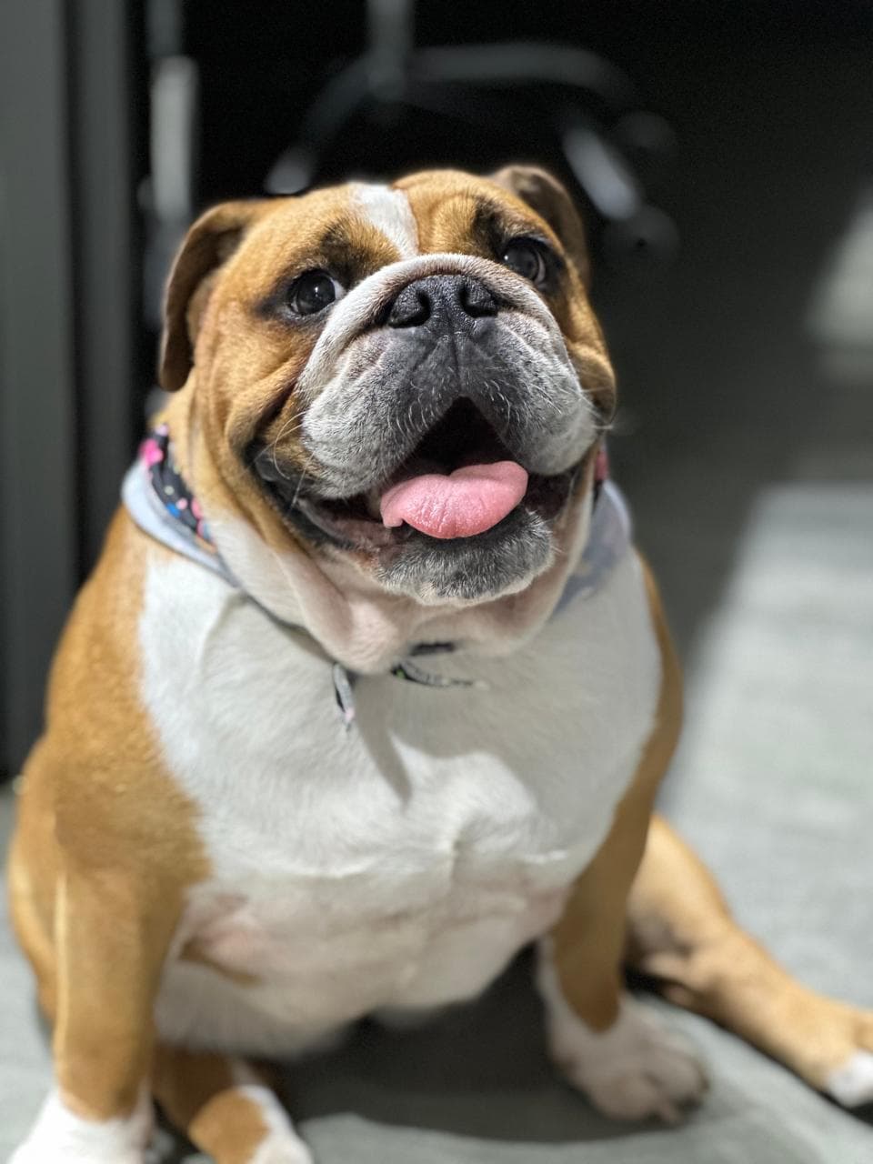 Mascote da Mercoservicers, um bulldog inglês que faz parte do dia a dia da equipe